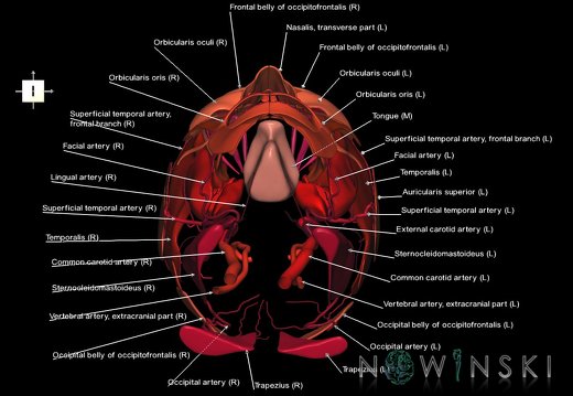 G2.T17.2-20.1.V6.C2.L1.Extracranial arteries all–Head muscles all