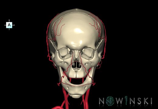 G2.T17.2-22.1.V1.C1.L0.Extracranial arteries all–Skull whole