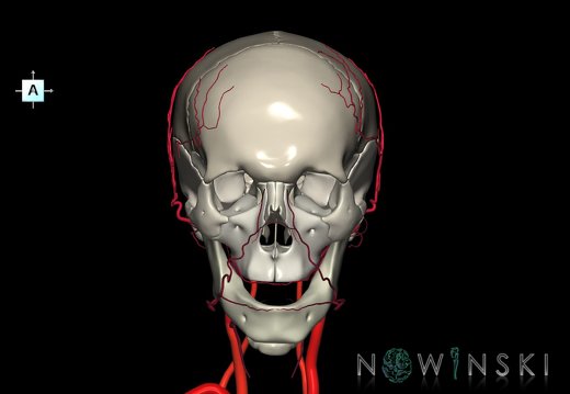 G2.T17.2-22.1.V1.C2.L0.Extracranial arteries all–Skull whole