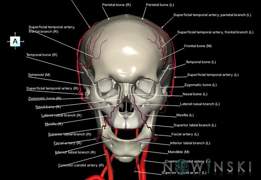 G2.T17.2-22.1.V1.C2.L1.Extracranial arteries all–Skull whole