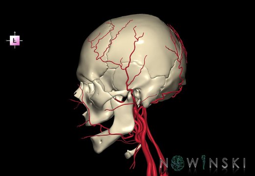 G2T17.2-22.1.ExtracranialArteriesAll-SkullWhole