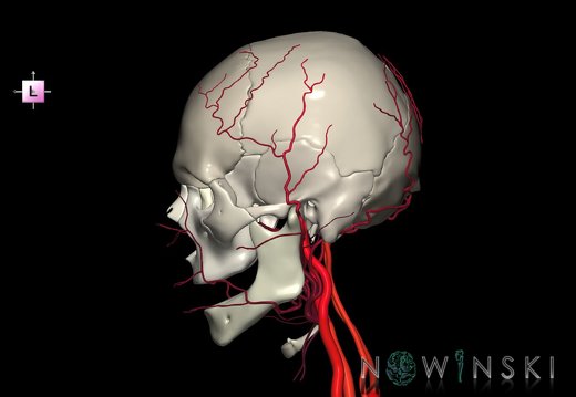 G2.T17.2-22.1.V2.C2.L0.Extracranial arteries all–Skull whole