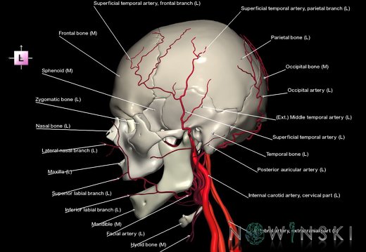G2.T17.2-22.1.V2.C2.L1.Extracranial arteries all–Skull whole