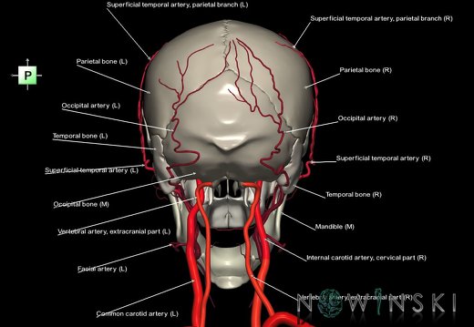 G2.T17.2-22.1.V3.C2.L1.Extracranial arteries all–Skull whole