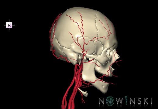 G2.T17.2-22.1.V4.C1.L0.Extracranial arteries all–Skull whole