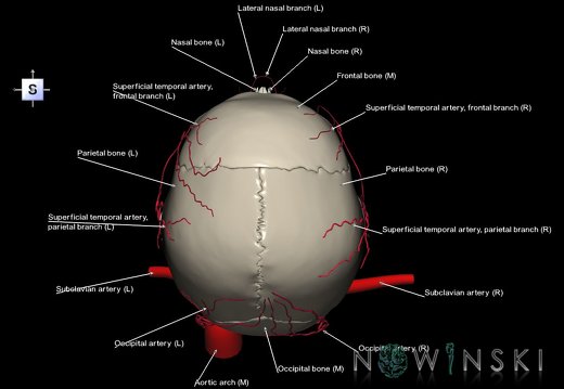 G2.T17.2-22.1.V5.C2.L1.Extracranial arteries all–Skull whole
