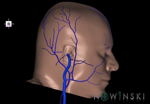 G2T18-24.ExtracranialVeins-Skin