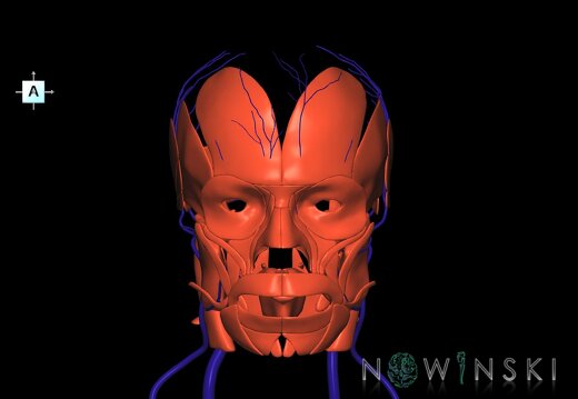 G2.T18.2-20.1.V1.C1.L0.Extracranial veins all–Head muscles all