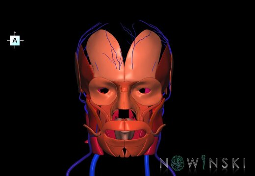 G2.T18.2-20.1.V1.C2.L0.Extracranial veins all–Head muscles all