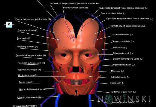 G2.T18.2-20.1.V1.C2.L1.Extracranial veins all–Head muscles all