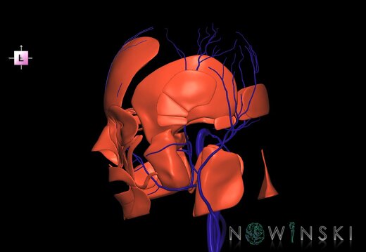 G2.T18.2-20.1.V2.C1.L0.Extracranial veins all–Head muscles all