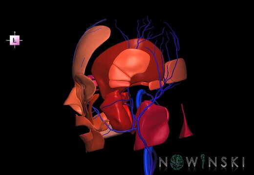 G2.T18.2-20.1.V2.C2.L0.Extracranial veins all–Head muscles all