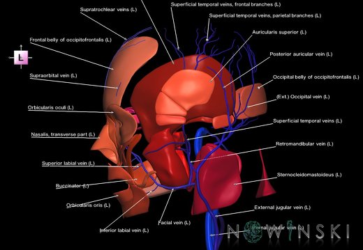 G2.T18.2-20.1.V2.C2.L1.Extracranial veins all–Head muscles all