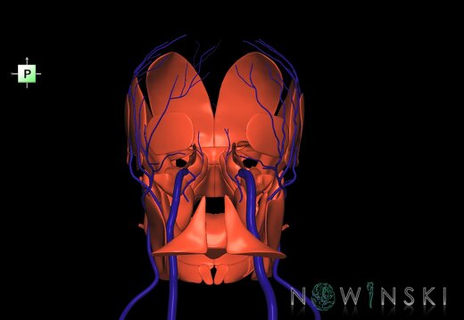 G2.T18.2-20.1.V3.C1.L0.Extracranial veins all–Head muscles all