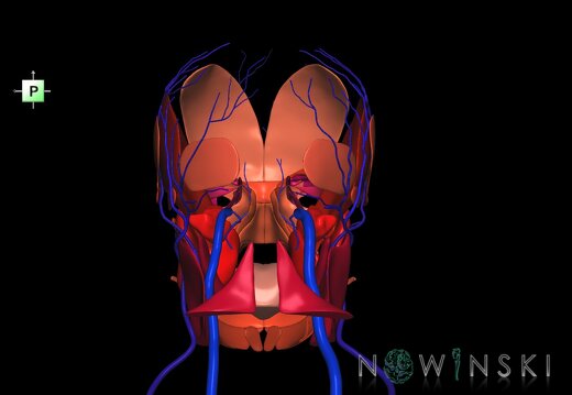 G2.T18.2-20.1.V3.C2.L0.Extracranial veins all–Head muscles all