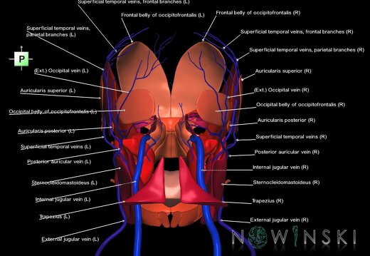G2.T18.2-20.1.V3.C2.L1.Extracranial veins all–Head muscles all