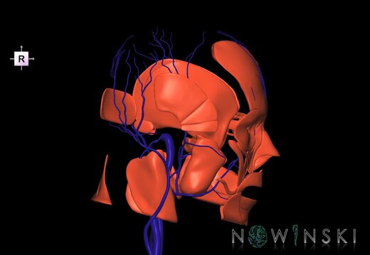 G2.T18.2-20.1.V4.C1.L0.Extracranial veins all–Head muscles all