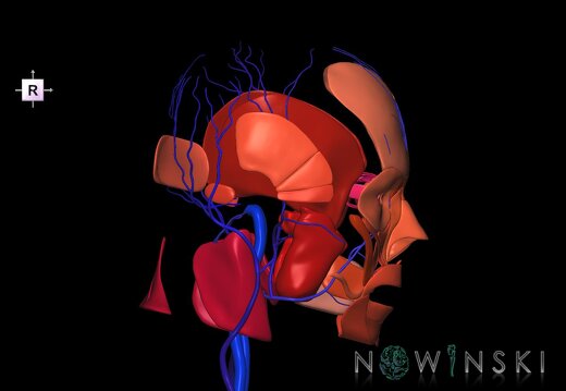 G2.T18.2-20.1.V4.C2.L0.Extracranial veins all–Head muscles all