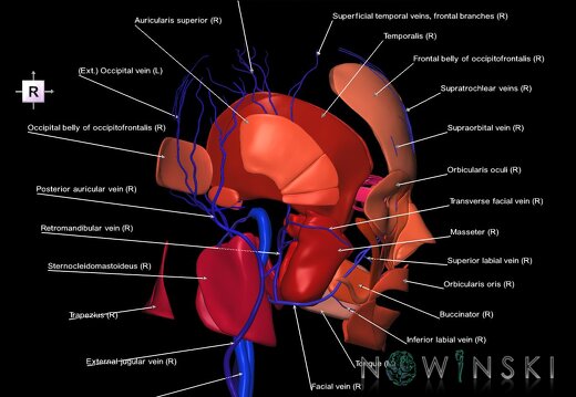 G2.T18.2-20.1.V4.C2.L1.Extracranial veins all–Head muscles all