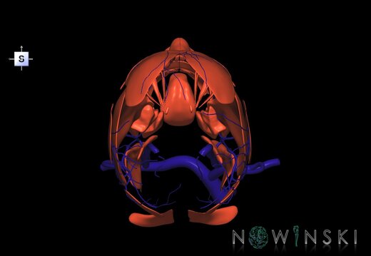 G2.T18.2-20.1.V5.C1.L0.Extracranial veins all–Head muscles all