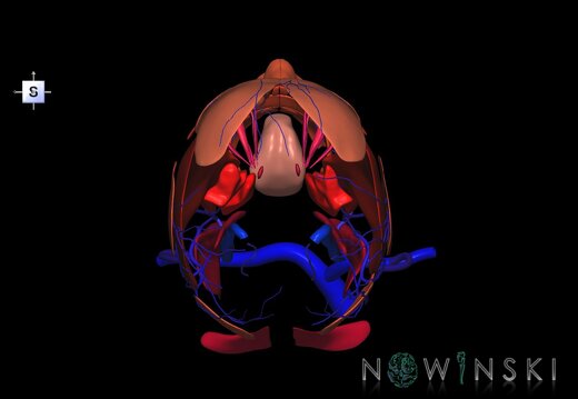G2.T18.2-20.1.V5.C2.L0.Extracranial veins all–Head muscles all