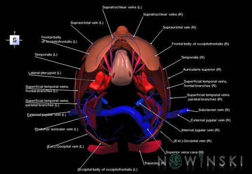 G2.T18.2-20.1.V5.C2.L1.Extracranial veins all–Head muscles all