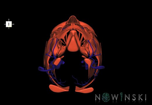G2.T18.2-20.1.V6.C1.L0.Extracranial veins all–Head muscles all