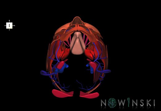G2.T18.2-20.1.V6.C2.L0.Extracranial veins all–Head muscles all