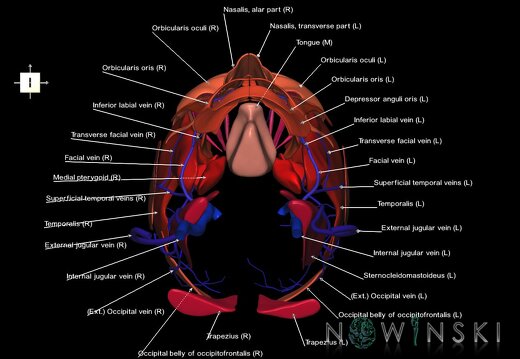 G2.T18.2-20.1.V6.C2.L1.Extracranial veins all–Head muscles all