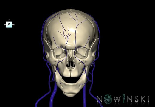 G2.T18.2-22.1.V1.C1.L0.Extracranial veins all–Skull whole