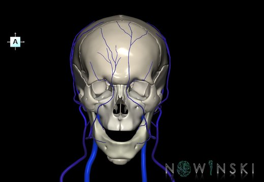 G2.T18.2-22.1.V1.C2.L0.Extracranial veins all–Skull whole