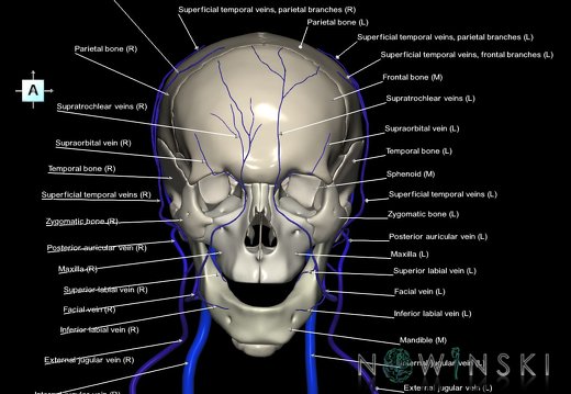 G2.T18.2-22.1.V1.C2.L1.Extracranial veins all–Skull whole