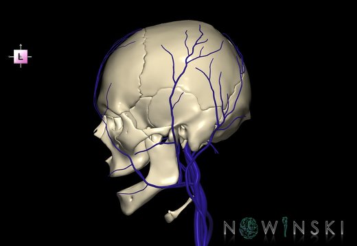 G2.T18.2-22.1.V2.C1.L0.Extracranial veins all–Skull whole