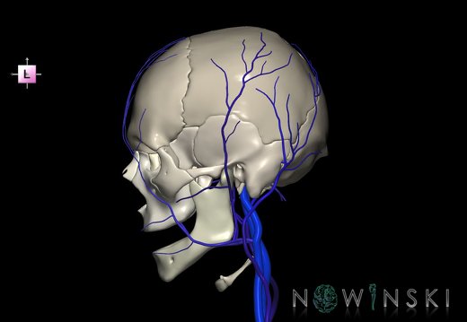 G2.T18.2-22.1.V2.C2.L0.Extracranial veins all–Skull whole