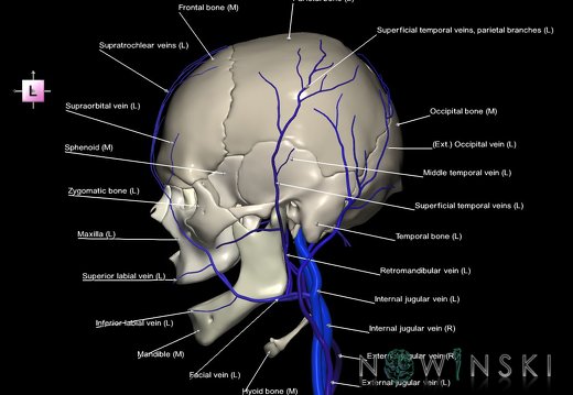 G2.T18.2-22.1.V2.C2.L1.Extracranial veins all–Skull whole