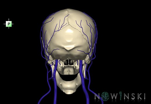 G2.T18.2-22.1.V3.C1.L0.Extracranial veins all–Skull whole