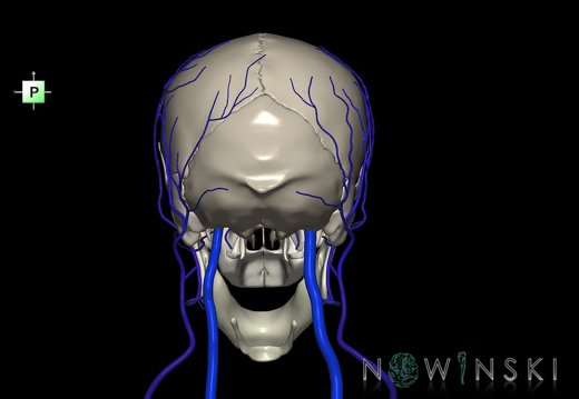 G2.T18.2-22.1.V3.C2.L0.Extracranial veins all–Skull whole