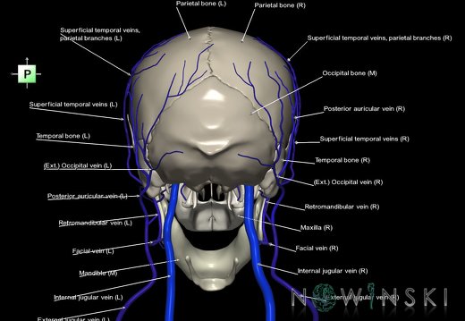 G2.T18.2-22.1.V3.C2.L1.Extracranial veins all–Skull whole