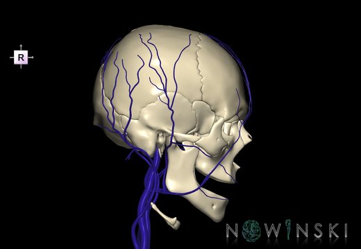 G2.T18.2-22.1.V4.C1.L0.Extracranial veins all–Skull whole