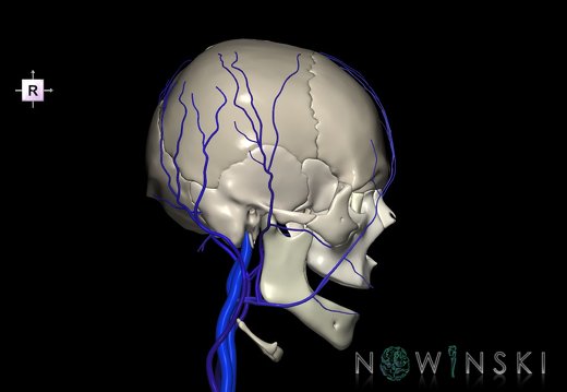 G2.T18.2-22.1.V4.C2.L0.Extracranial veins all–Skull whole
