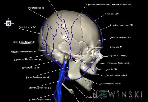 G2.T18.2-22.1.V4.C2.L1.Extracranial veins all–Skull whole