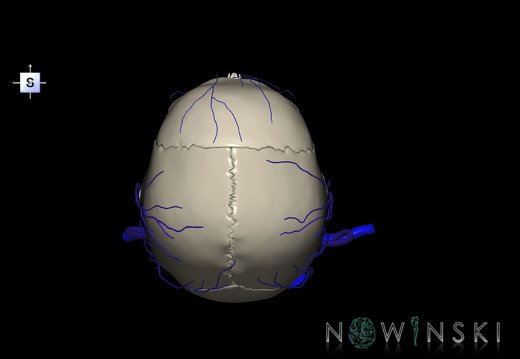 G2.T18.2-22.1.V5.C2.L0.Extracranial veins all–Skull whole