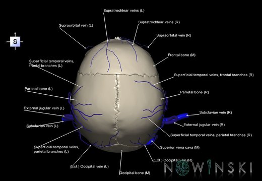 G2.T18.2-22.1.V5.C2.L1.Extracranial veins all–Skull whole
