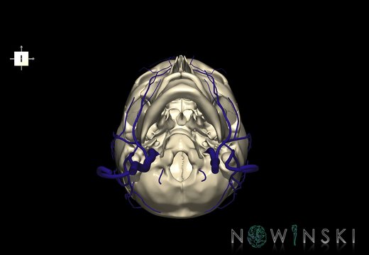 G2.T18.2-22.1.V6.C1.L0.Extracranial veins all–Skull whole