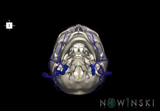 G2.T18.2-22.1.V6.C2.L0.Extracranial veins all–Skull whole
