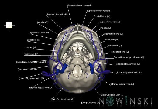 G2.T18.2-22.1.V6.C2.L1.Extracranial veins all–Skull whole