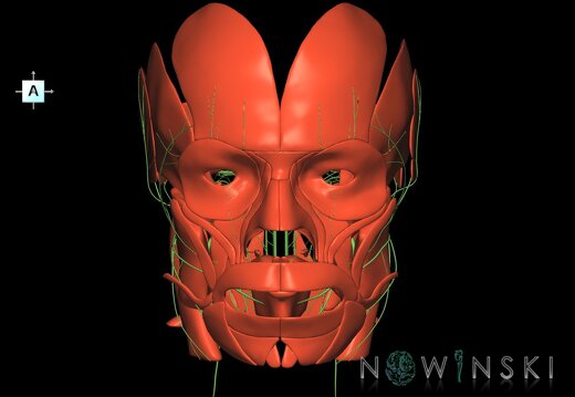 G2T19.1-20.1.CranialNervesAll-HeadMusclesAll