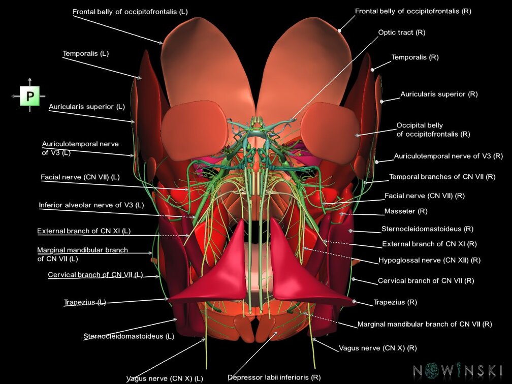 G2.T19.1-20.1.V3.C2.L1.Cranial nerves all–Head muscles all