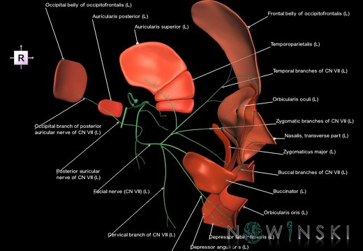 G2T19.10-20.5.FacialNerveLeft-FacialMusclesLeft