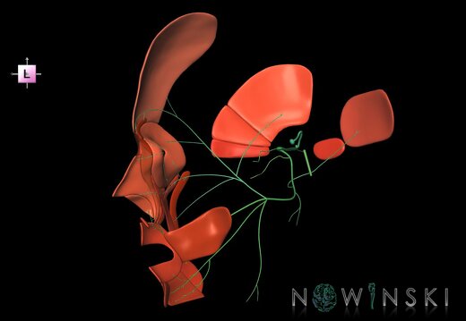 G2T19.10-20.5.FacialNerveRight-FacialMusclesRight